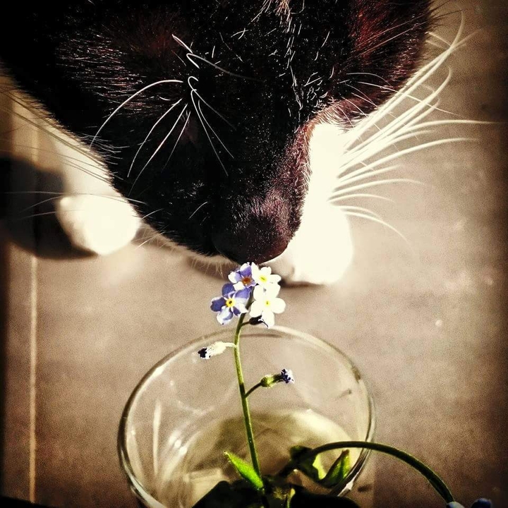 cat likes flower