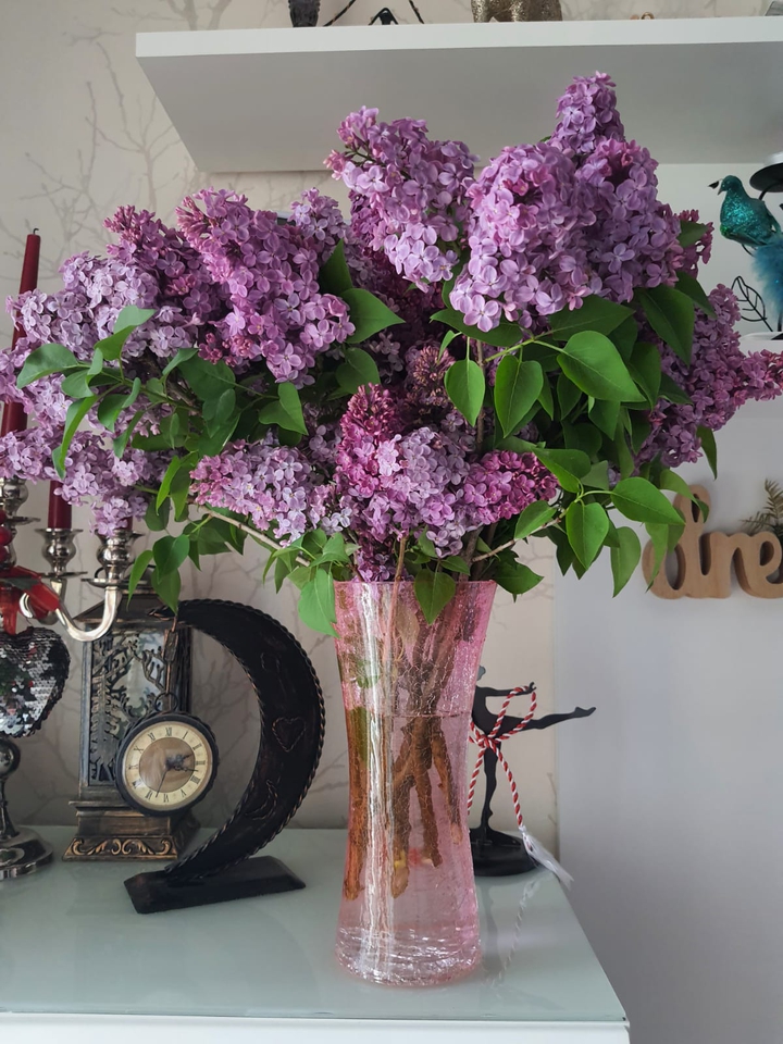 lilacs