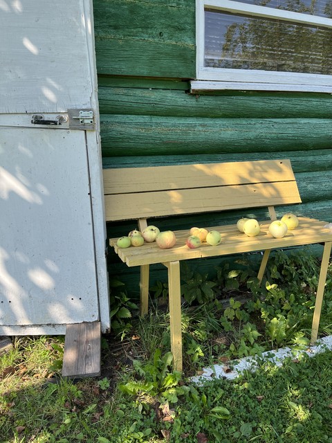 ταπετσαρίες plant, window