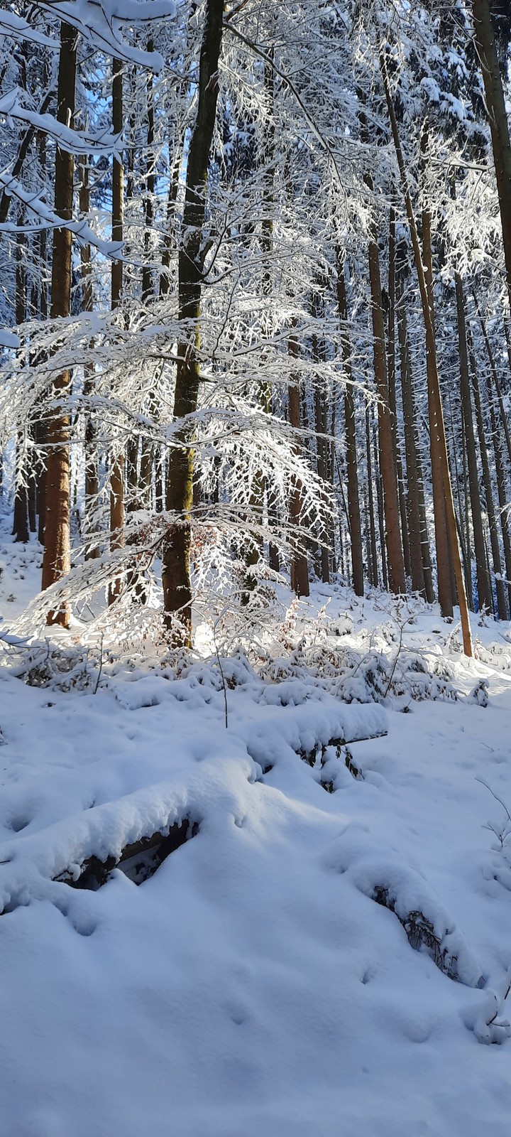 snowforest Allgäu
