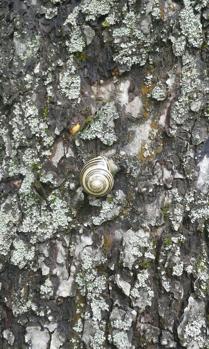 tree ouger