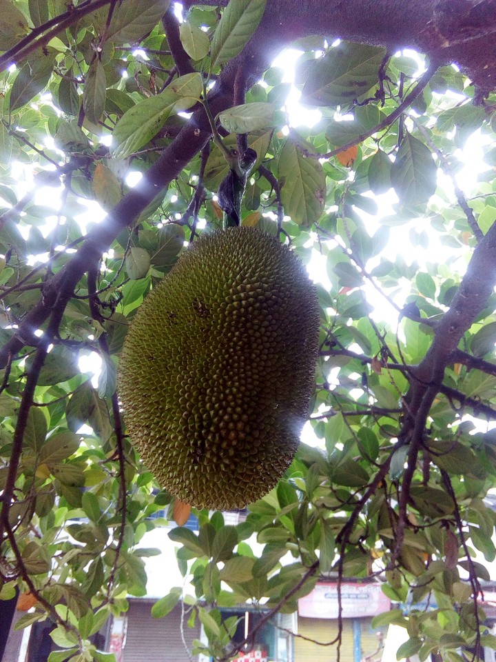 কাঠাল