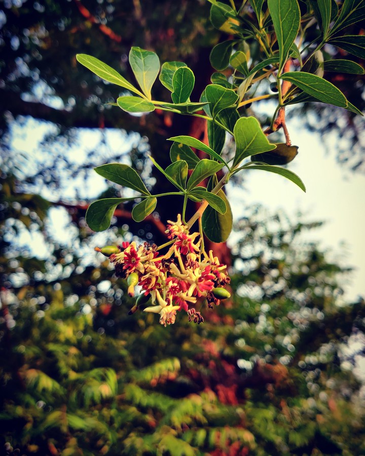 Nature