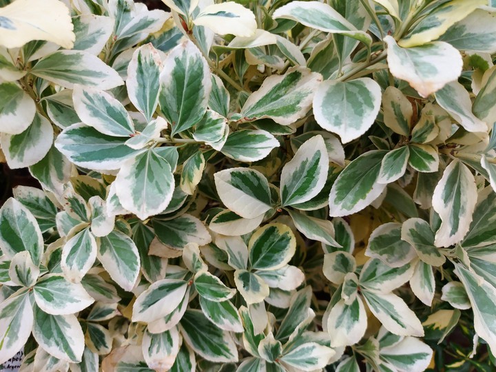 green plant