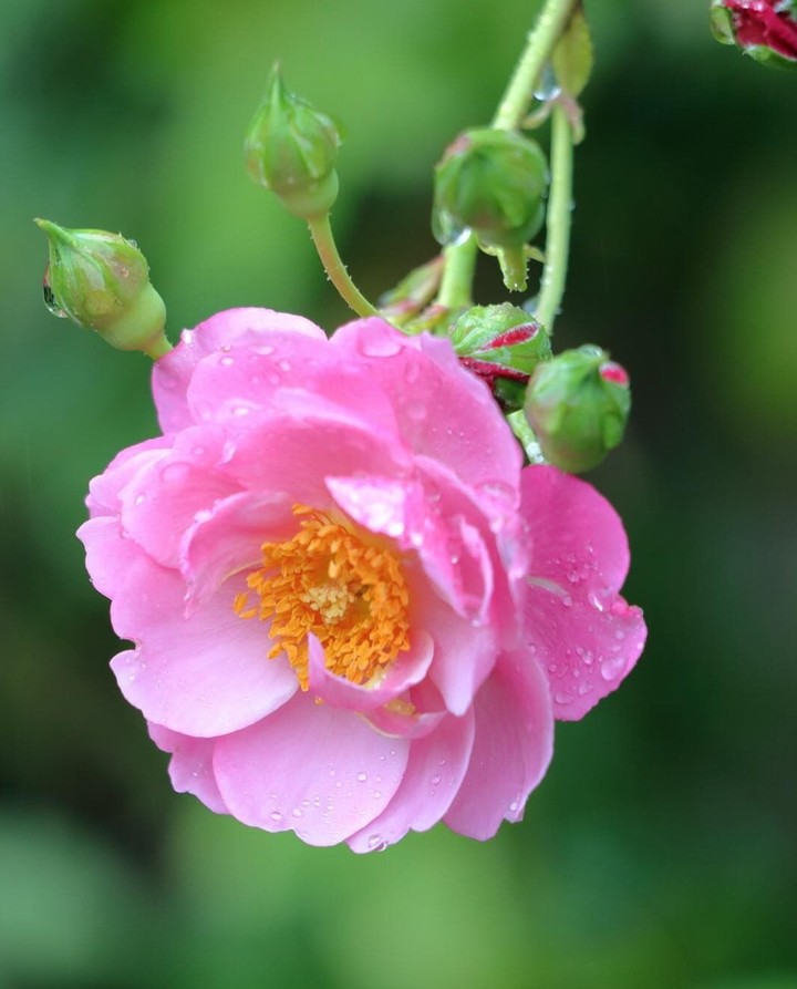 wild Rose