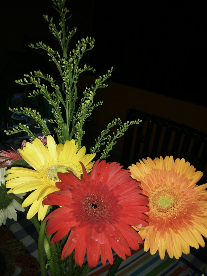 Happy blossom