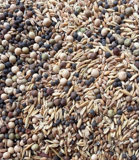 grain, plant háttérképek