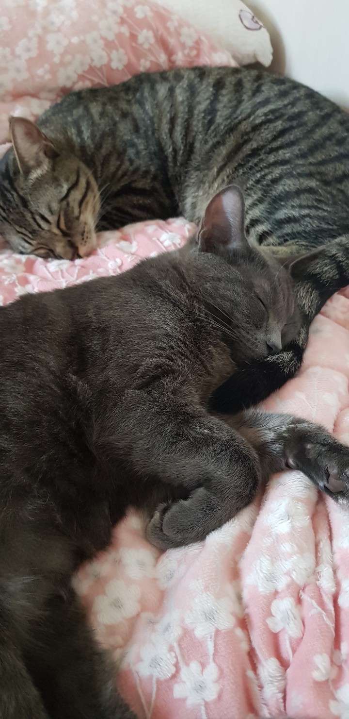 양옹이