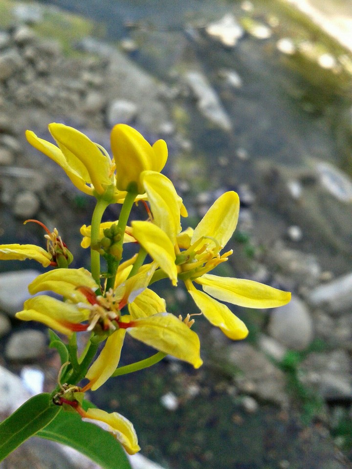 flower