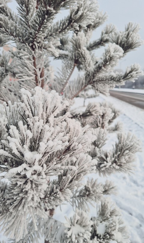 frost