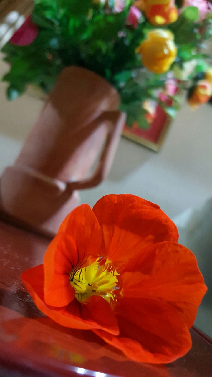 Sunday flower
