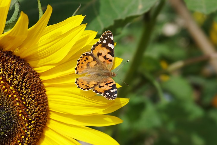 butterfly
