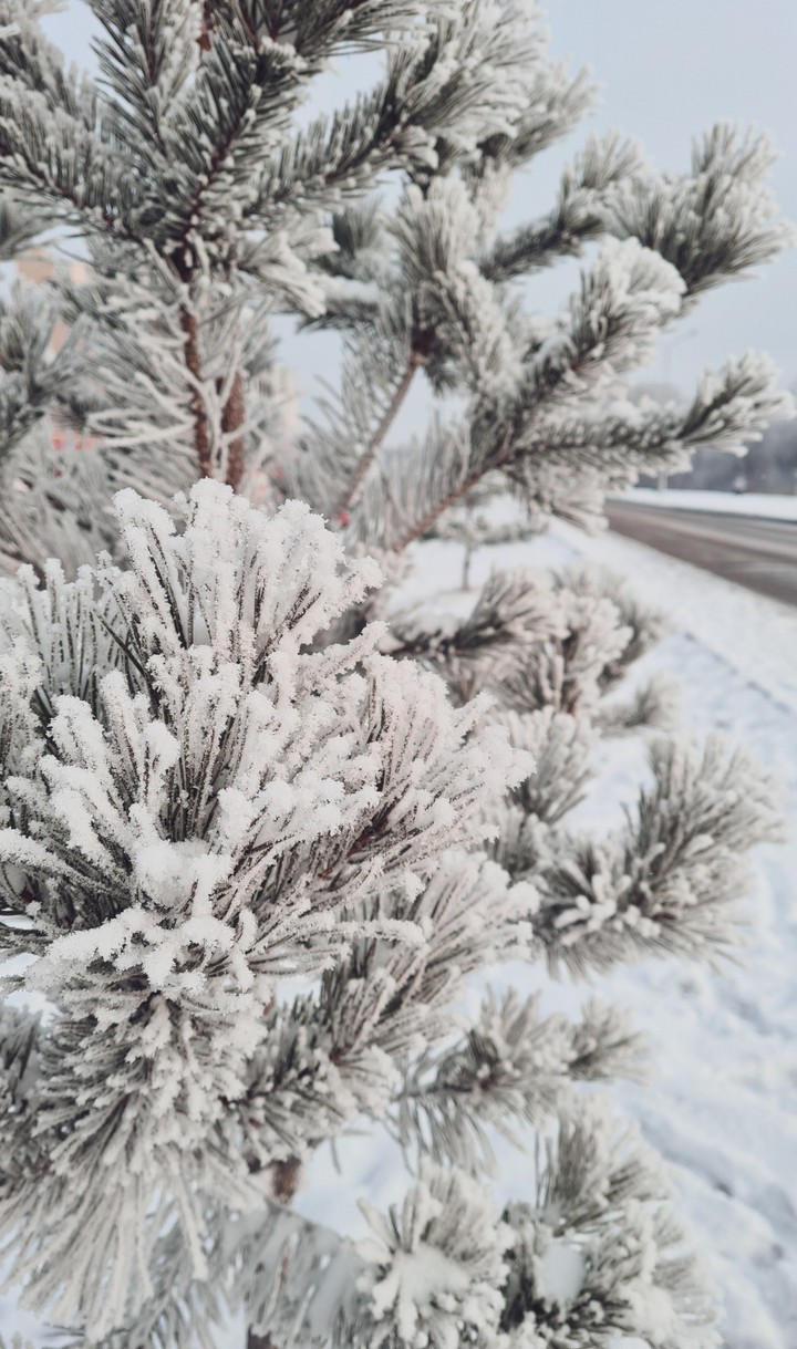 frost