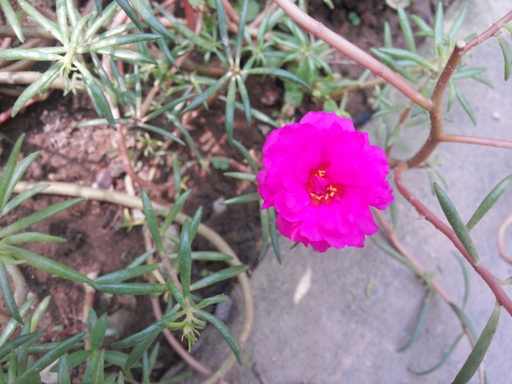 Flower