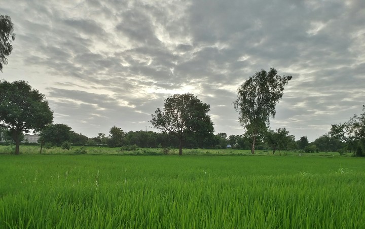 Grassland