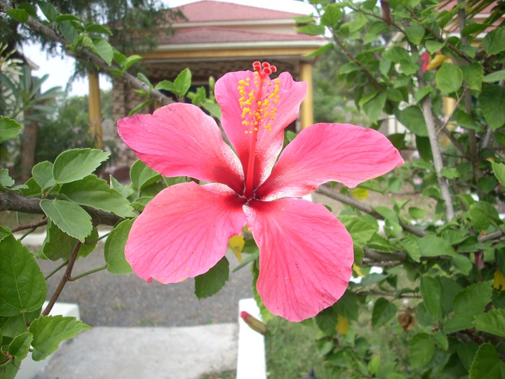 Red Flower Hibiscus