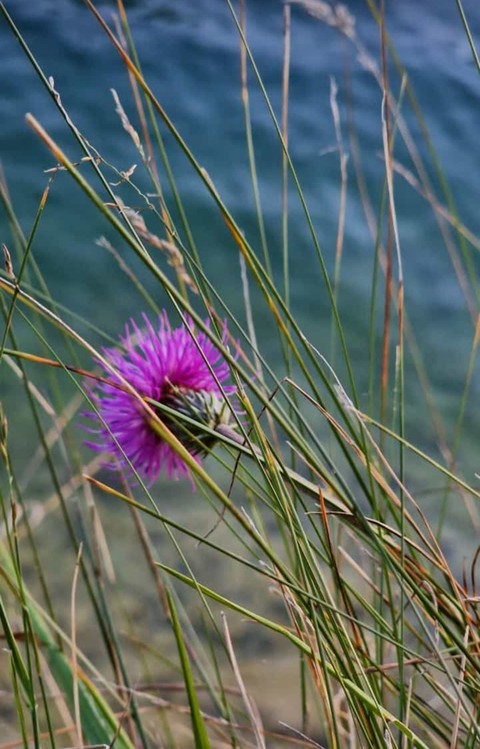 magenta, grass Hintergrundbilder