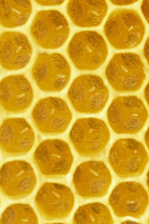обои honeycomb, Close-up