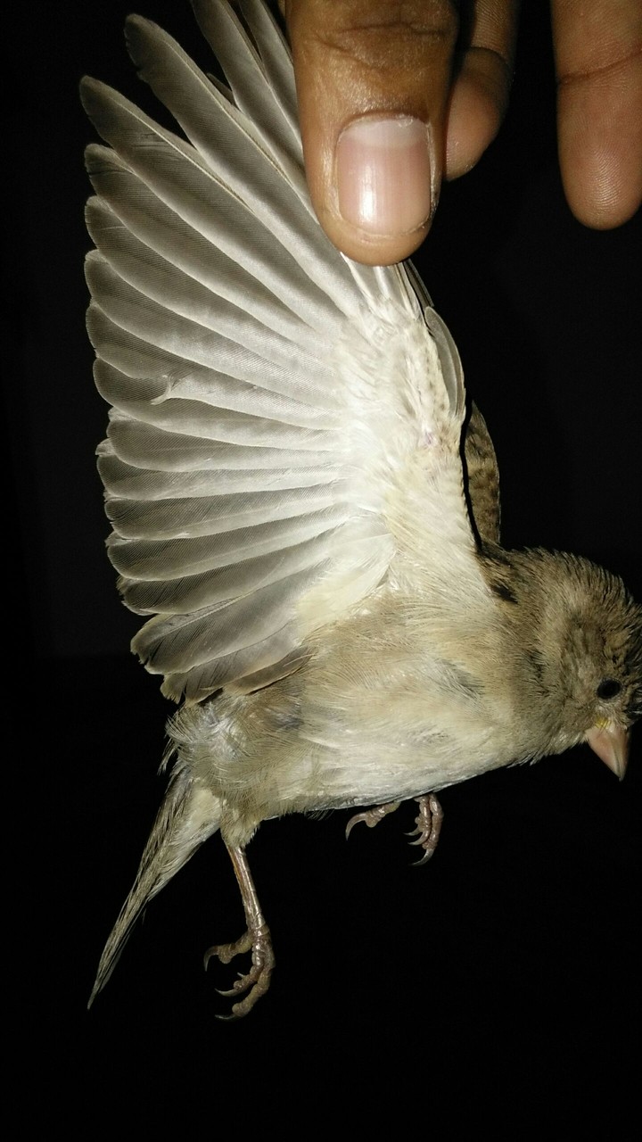 sparrow