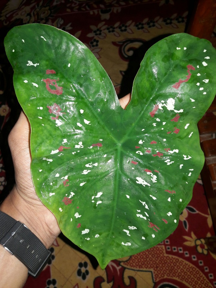 colourful leaf