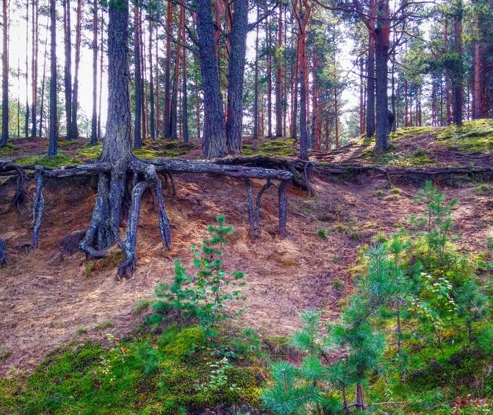 Forest