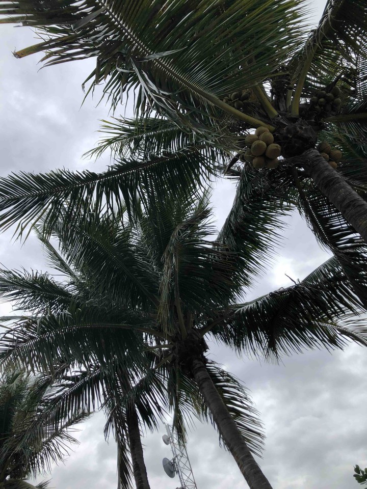 palm trees