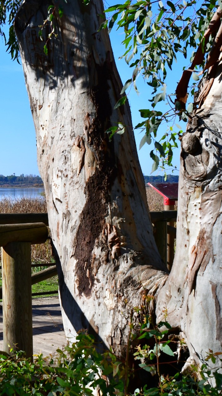 #arbol@