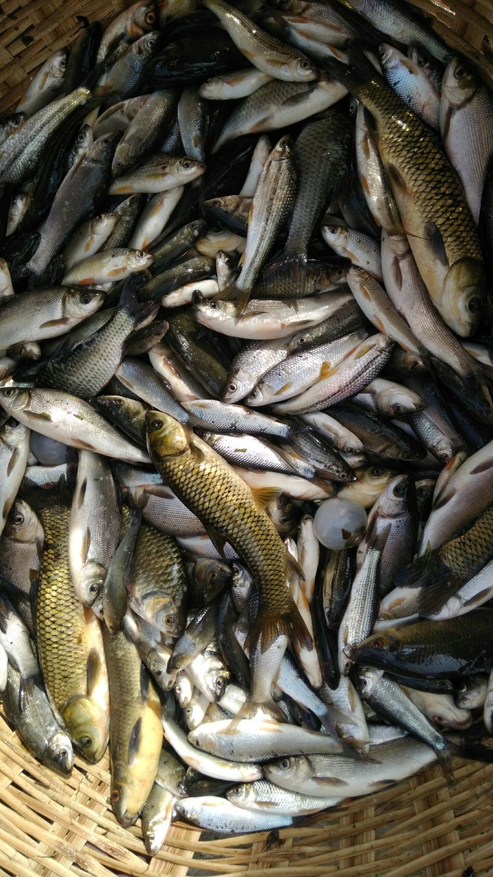 River Fish in Bangladesh