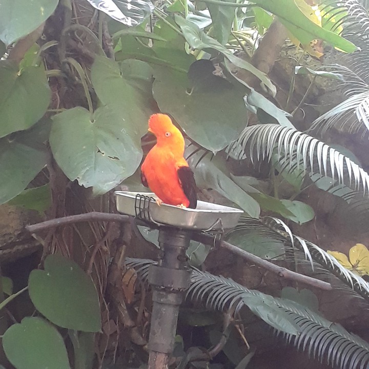 Orange and black bird