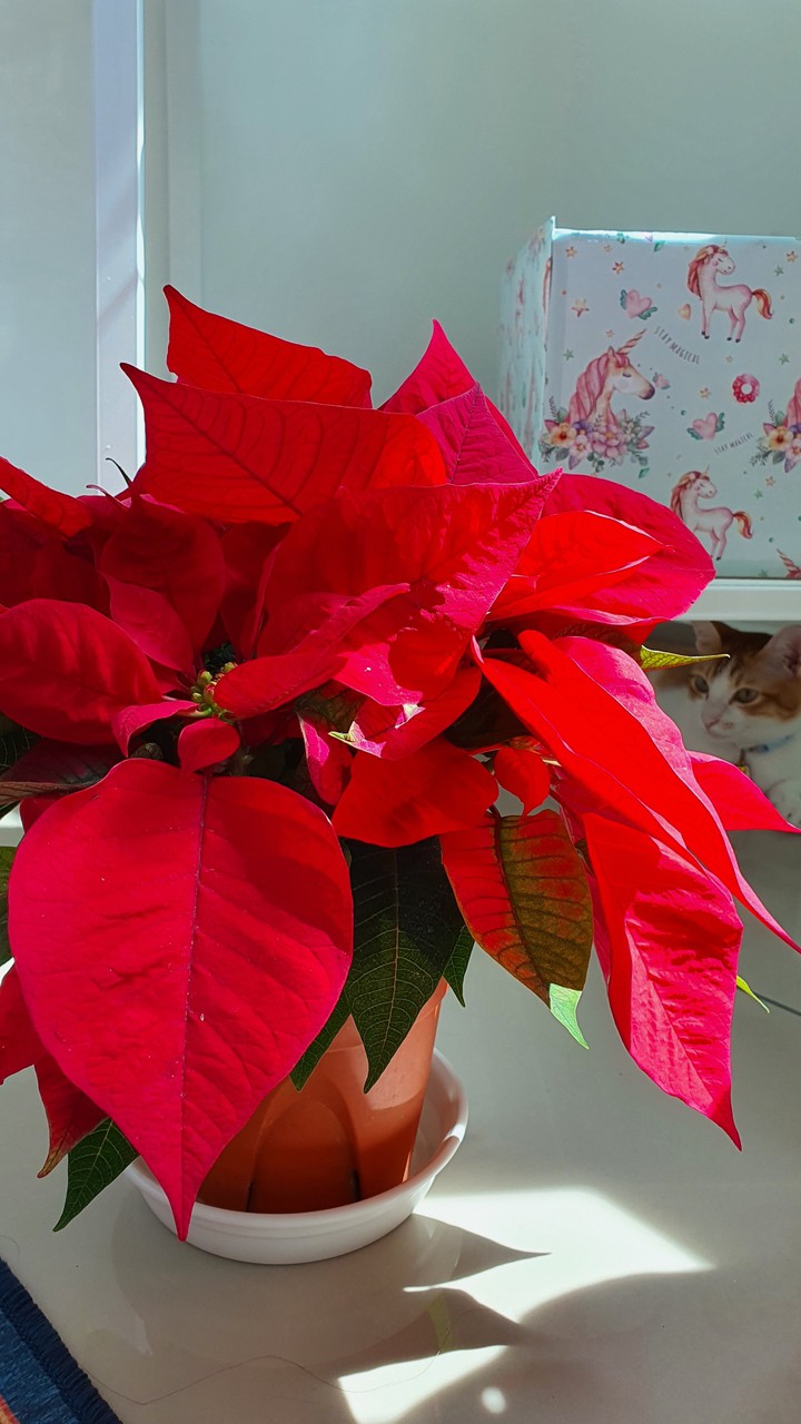 poinsettia