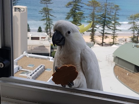 Sulphur-crested cockatoo in mooch mode, Manly, NSW