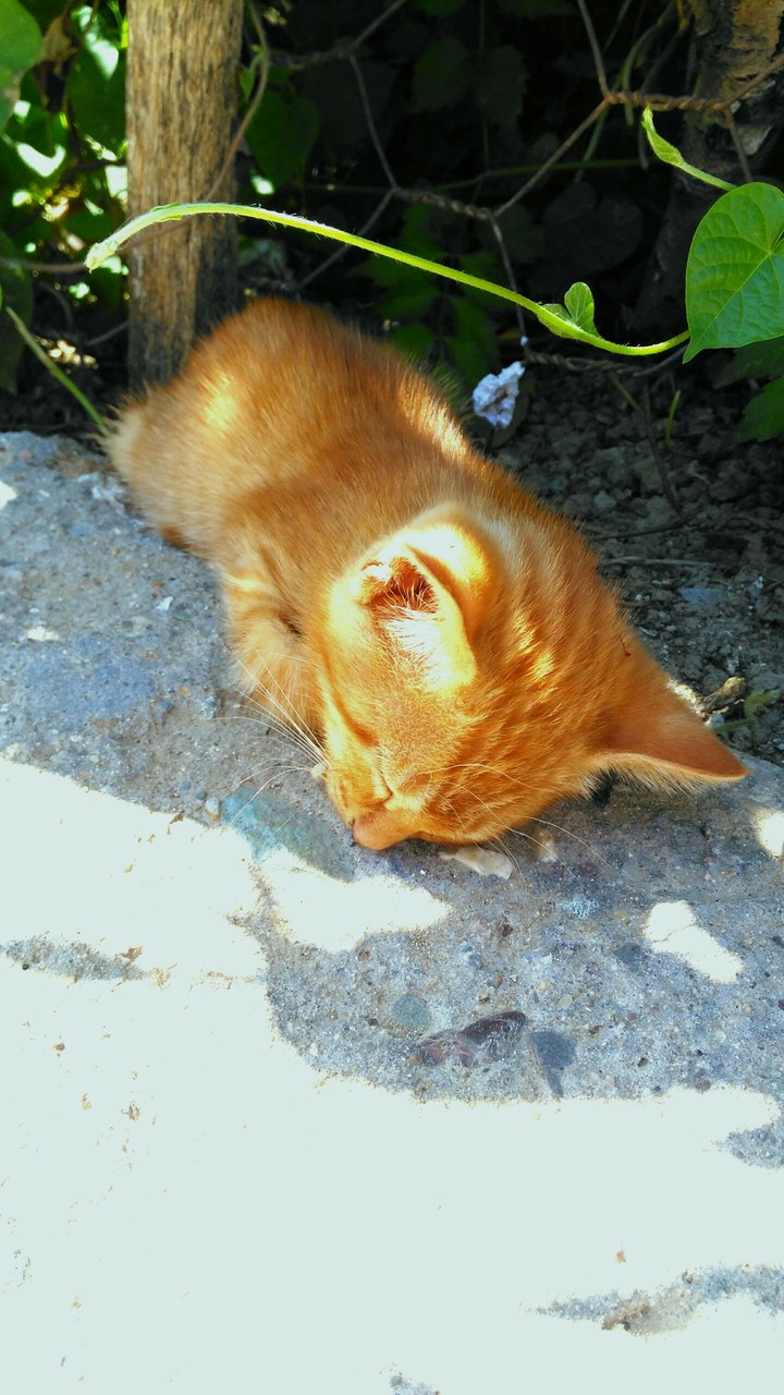 Uyuyan Yavru Kedi