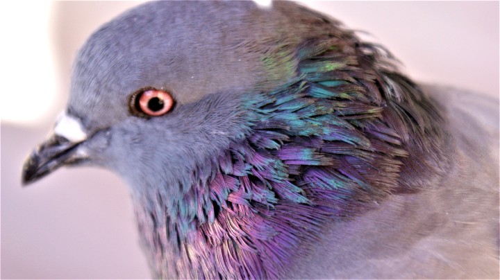 pigeon