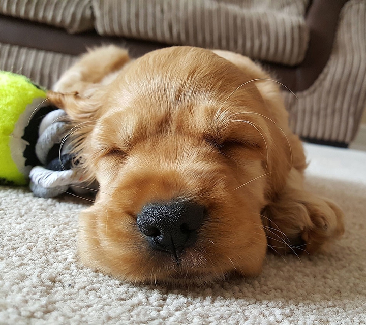 dog