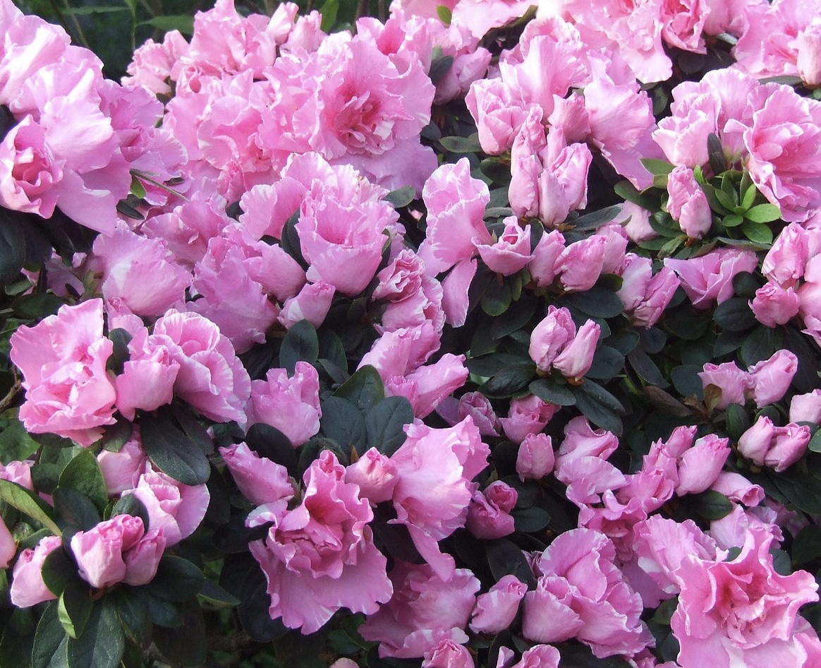 floristry, flower Hintergrundbilder