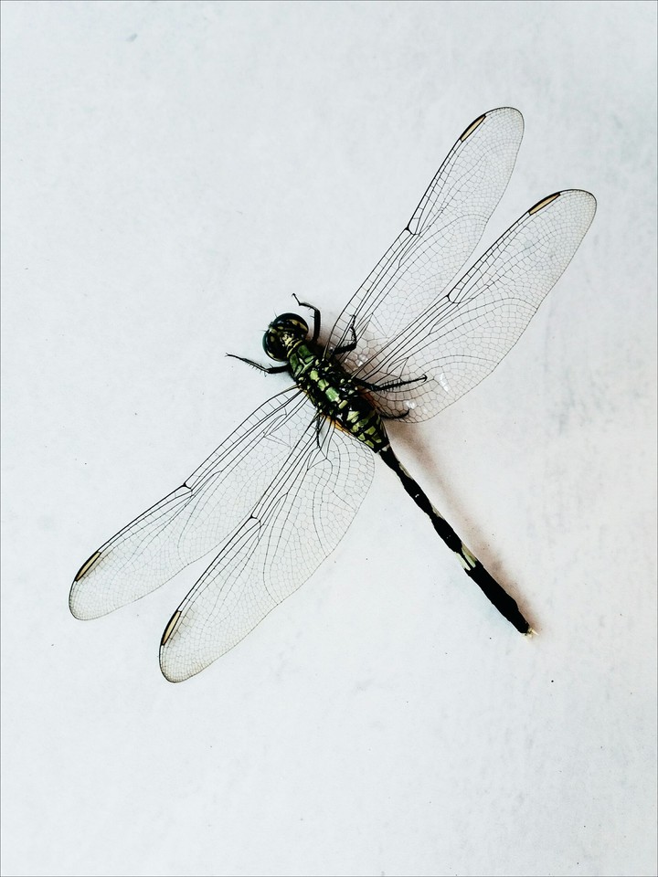 #dragonfly