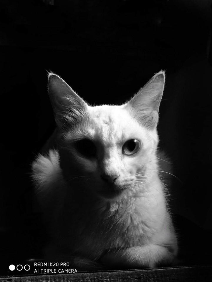 cat