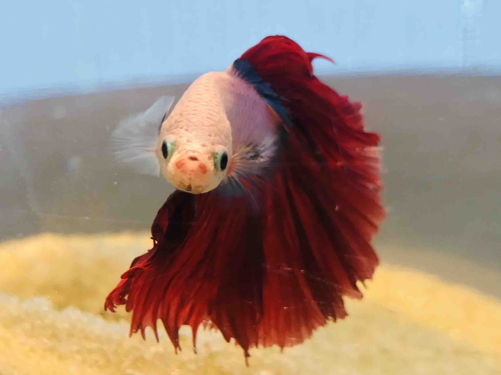fighter fish