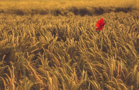 meadow