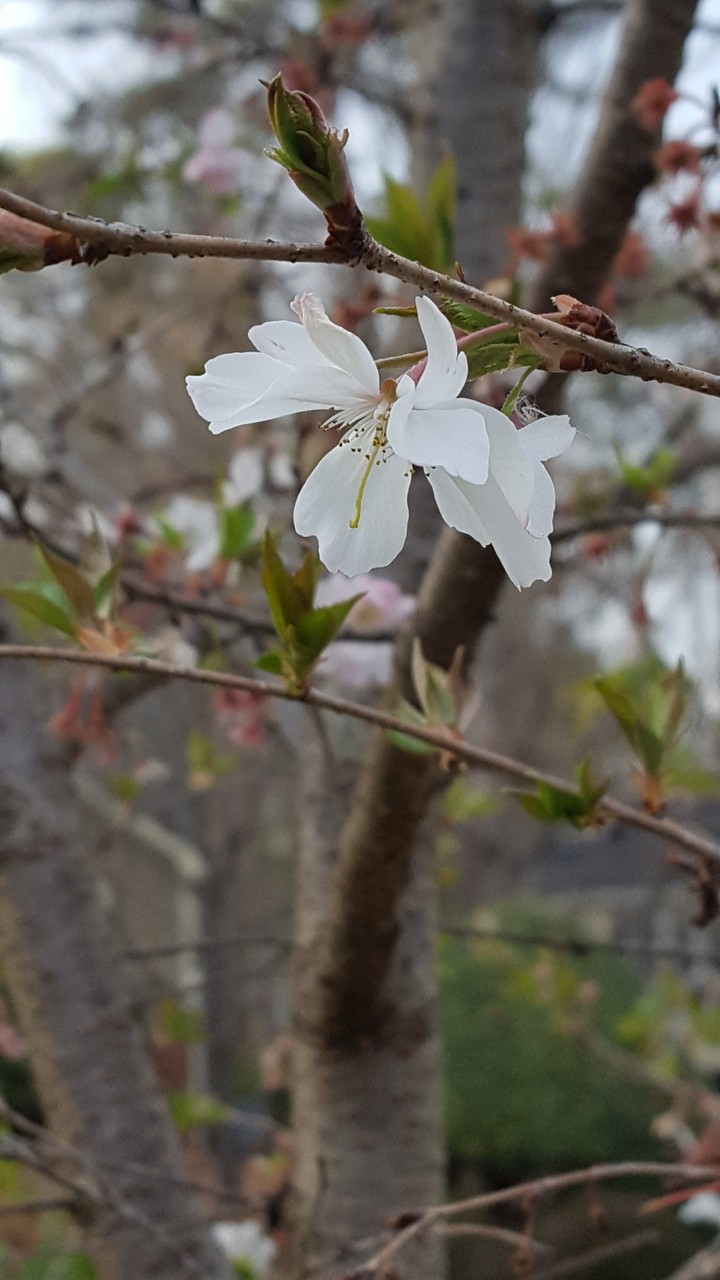 cherry blossom