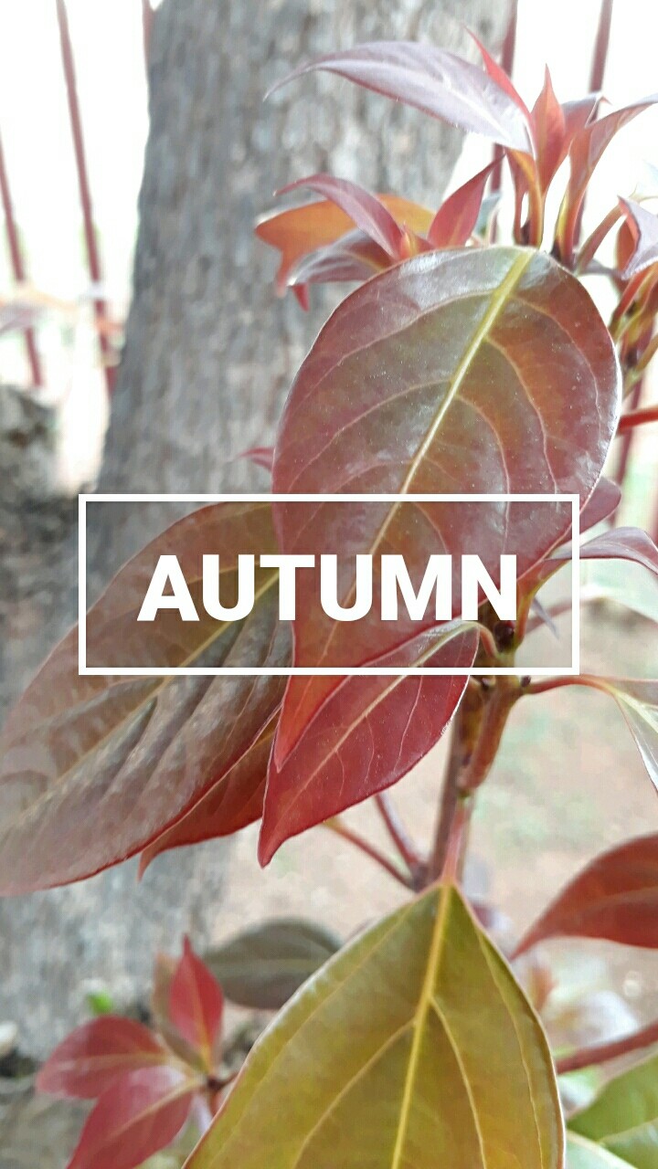 Autumn Trees