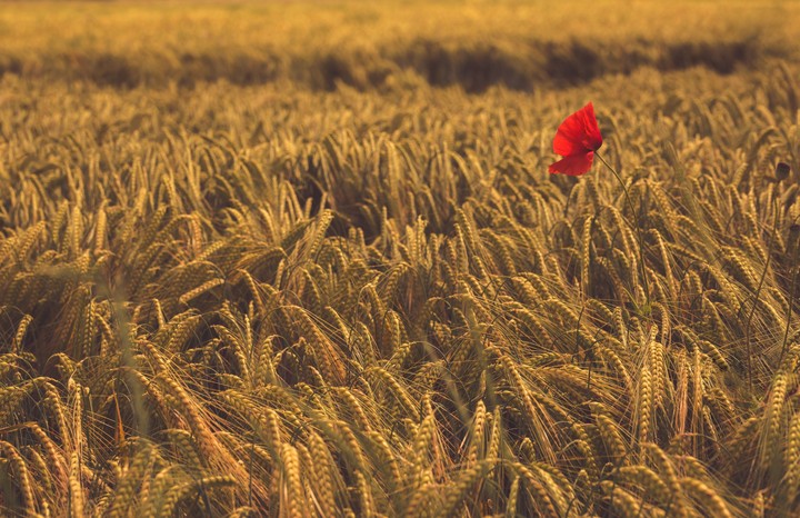 meadow