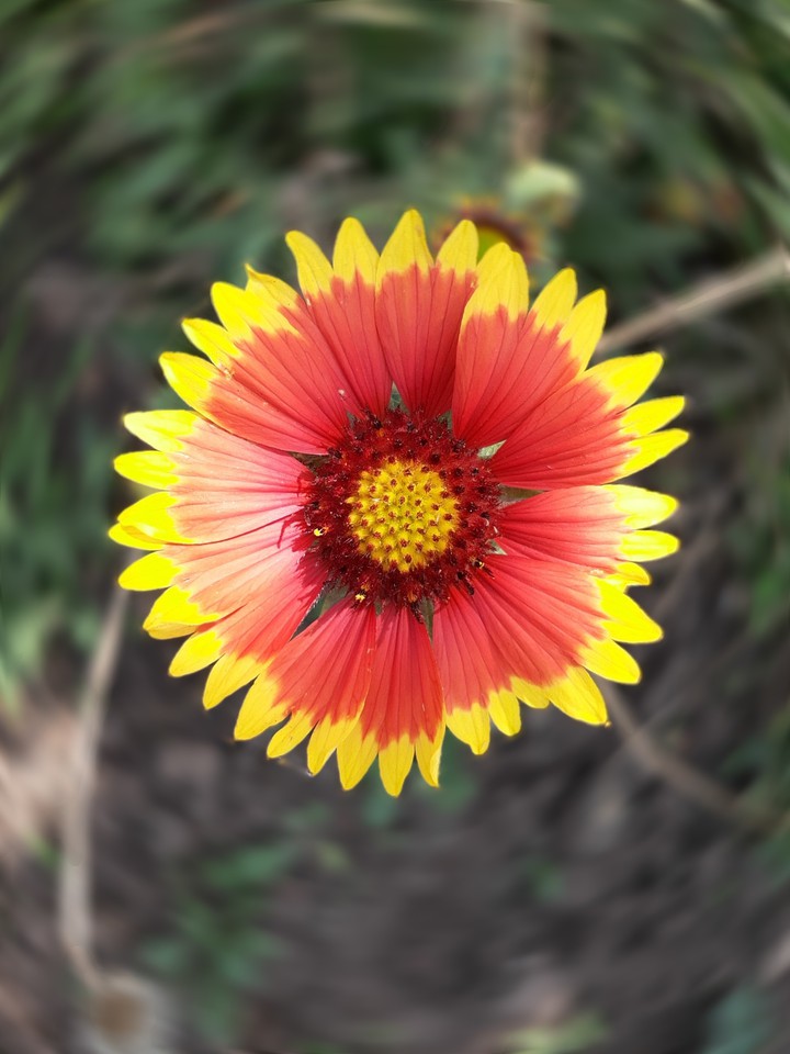 Fire Flower