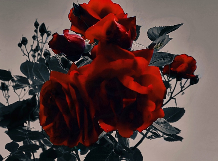 Roses