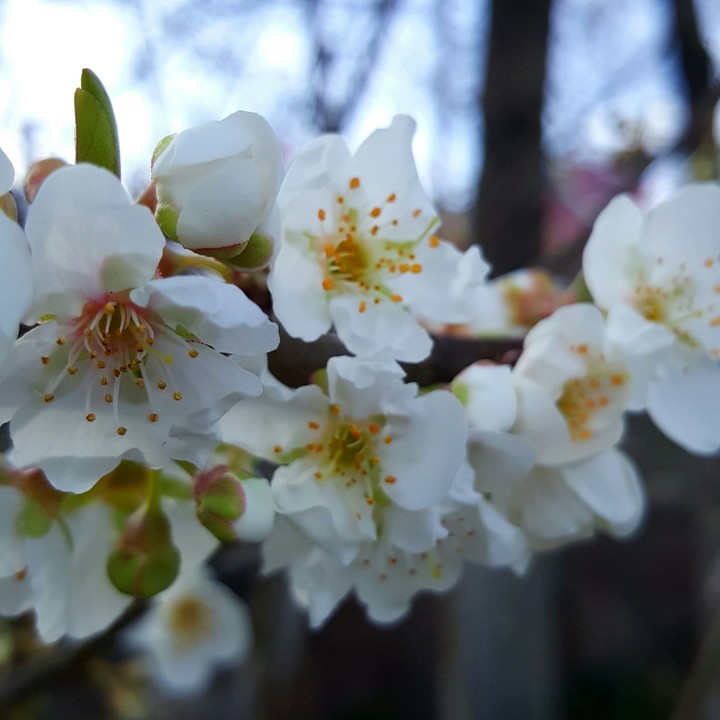 Iran's Spring