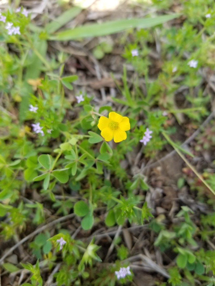 little wild flower