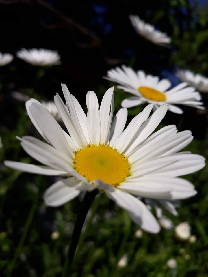 Chamomile