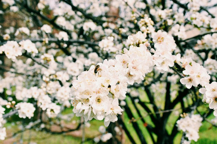 flowers . spring