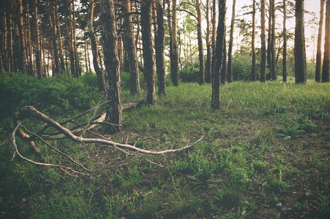 nature