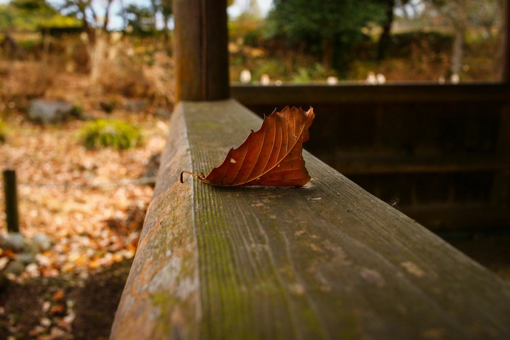 deadleaves